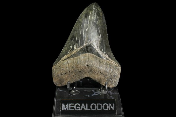 Serrated, Fossil Megalodon Tooth - Nice Tip! #142361